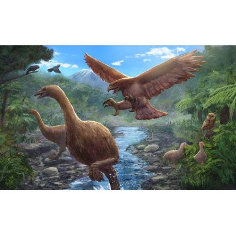 Nz Puzzle Cardboard - Moa and Haast Eagle