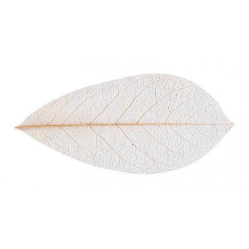Skeleton Leaves Natural - 6cm x 13cm