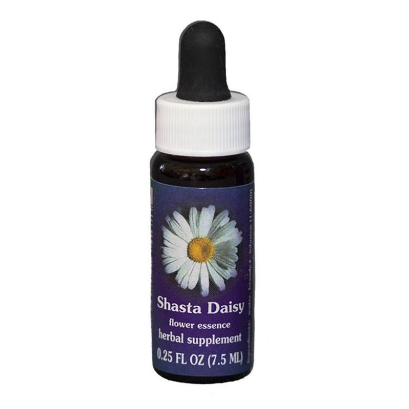 FES Quintessentials Shasta Daisy 7.5ml